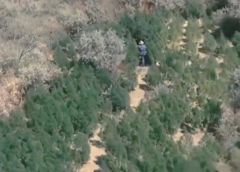 Операция “Қарасора”: 237 наркопреступлений выявили полицейские