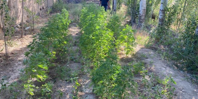 Свыше 70 наркокустов изъяли полицейские Туркестанской области