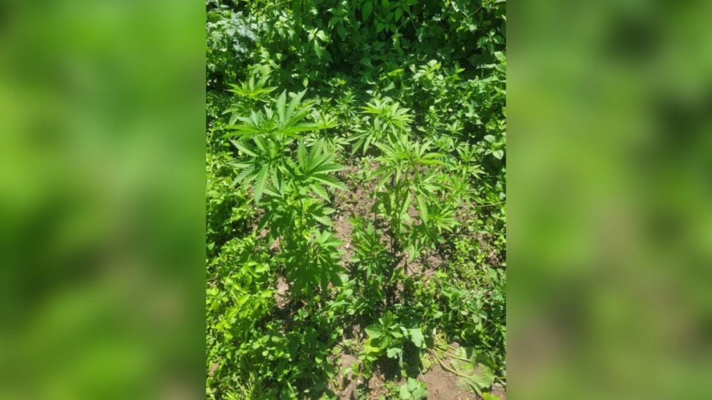 Уголовное наказание грозит сельчанину за возделывание наркорастений в области Жетісу