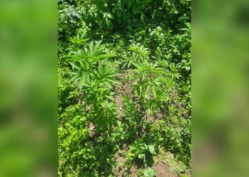 Уголовное наказание грозит сельчанину за возделывание наркорастений в области Жетісу