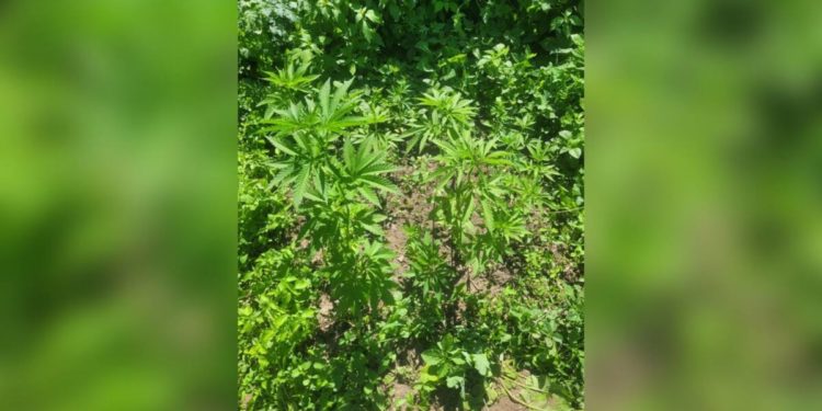 Уголовное наказание грозит сельчанину за возделывание наркорастений в области Жетісу