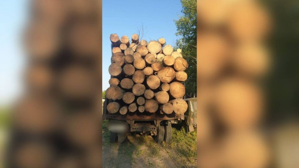 Сосновые бревна обнаружили в грузовике жителя Павлодарской области