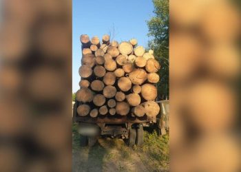 Сосновые бревна обнаружили в грузовике жителя Павлодарской области