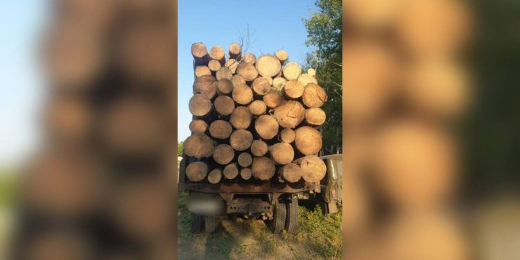 Сосновые бревна обнаружили в грузовике жителя Павлодарской области