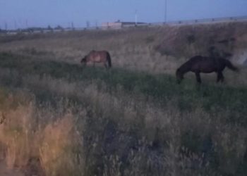 За гуляющий по дороге лошадей наказали табунщика в Павлодарской области
