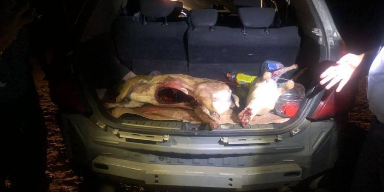Две туши сайги изъяли у жителя Актюбинской области