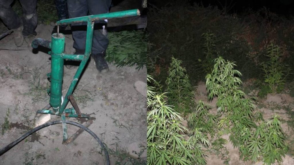 Крупный наркопосев ликвидирован в Кызылординской области