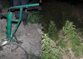 Крупный наркопосев ликвидирован в Кызылординской области