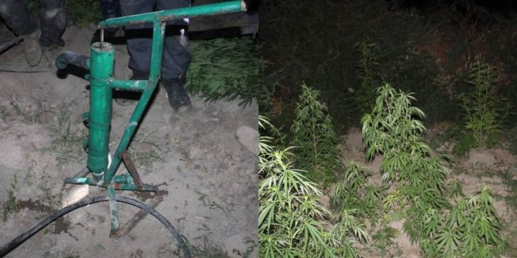 Крупный наркопосев ликвидирован в Кызылординской области