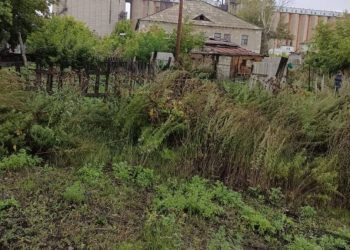 Пистолет в сейфе и 18 кустов конопли обнаружили в Карагандинской области