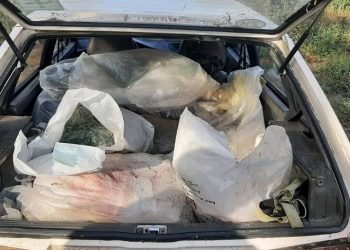 186 кг карасей обнаружили в авто у жителя Павлодарской области