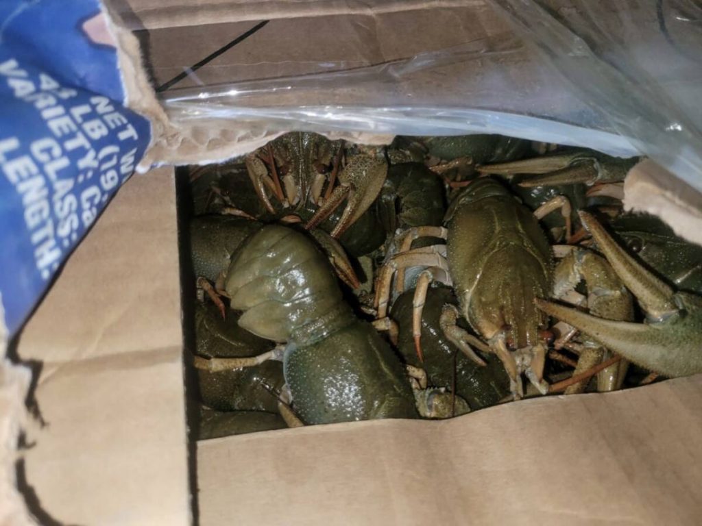 Около 5 тонн раков на 31 млн тенге выловили браконьеры в ВКО с начала года