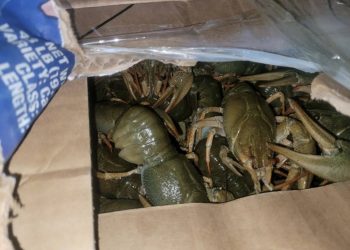 Около 5 тонн раков на 31 млн тенге выловили браконьеры в ВКО с начала года