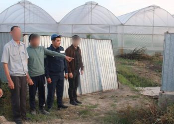 Инструменты украл из теплицы житель Туркестанской области