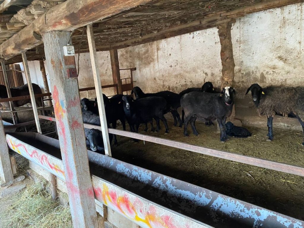 Пропавший и похищенный скот вернули троим шымкентцам полицейские