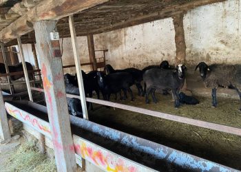 Пропавший и похищенный скот вернули троим шымкентцам полицейские