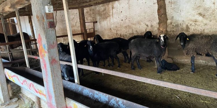 Пропавший и похищенный скот вернули троим шымкентцам полицейские