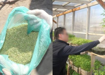 2 тонны 284 кг наркотиков изъяли в Кызылординской области за пять месяцев