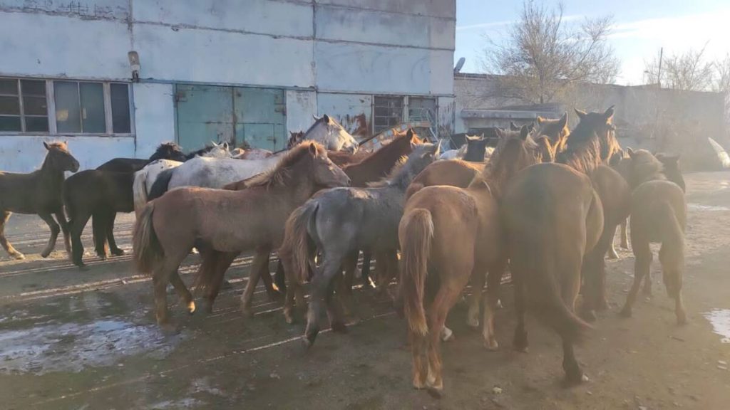 Чем опасен бродячий скот, разъяснил сельчанам участковый в Павлодарской области