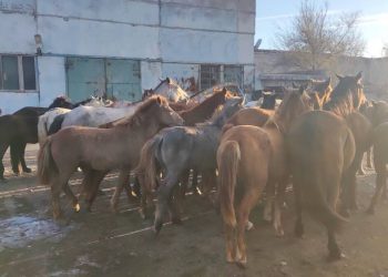 Чем опасен бродячий скот, разъяснил сельчанам участковый в Павлодарской области