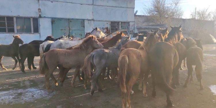 Чем опасен бродячий скот, разъяснил сельчанам участковый в Павлодарской области