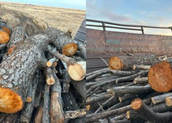 Краснокнижные деревья вырубили двое сельчан в Актюбинской области