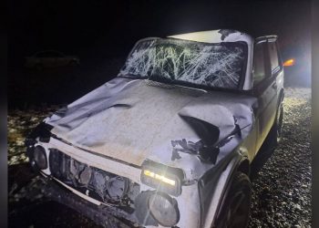 Лошадь спровоцировала ДТП на трассе в Павлодарской области