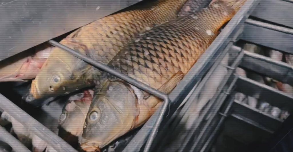 Полицейские провели масштабную операцию по обезвреживанию группы браконьеров в Жетісу