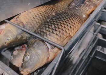 Полицейские провели масштабную операцию по обезвреживанию группы браконьеров в Жетісу