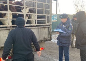 Полицейские задержали мужчину, похитившего племенных коров в Актюбинской области