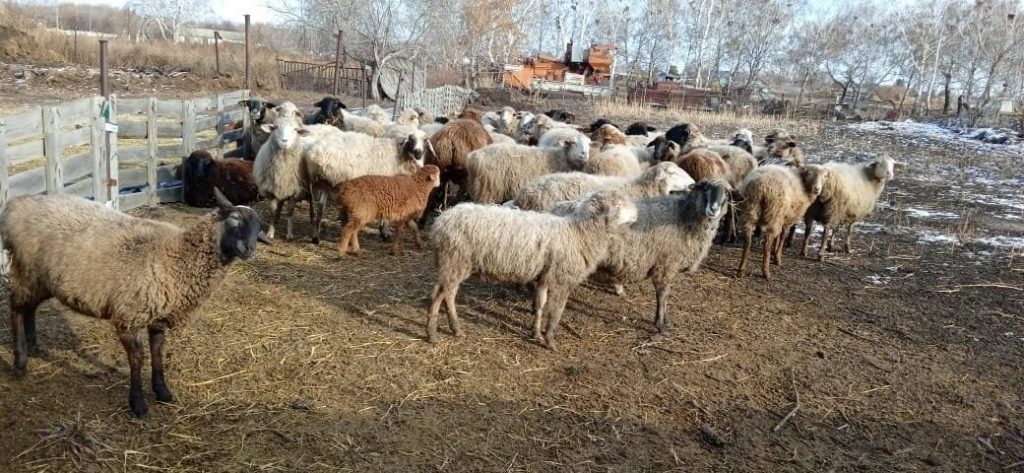 Шесть украденных овец вернули полицейские СКО владельцам за три дня