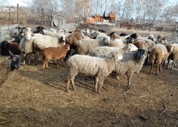 Шесть украденных овец вернули полицейские СКО владельцам за три дня