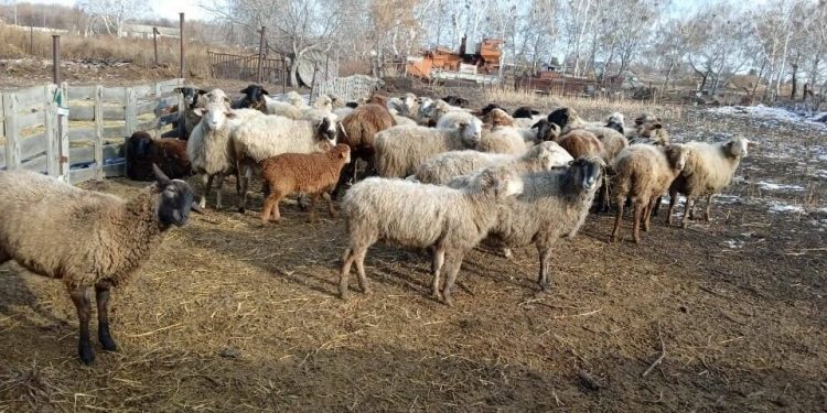 Шесть украденных овец вернули полицейские СКО владельцам за три дня