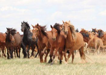 Скот стоимостью более 65 млн тенге помогли вернуть хозяину актюбинские полицейские