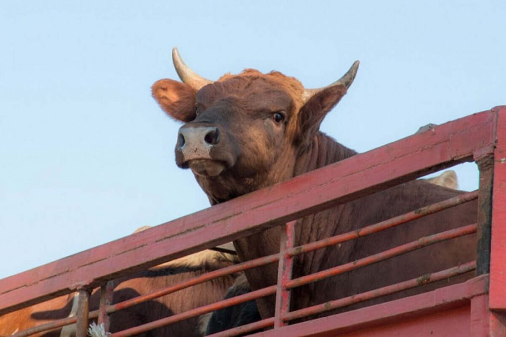 В девяти кражах подозревают группу скотокрадов в Акмолинской области