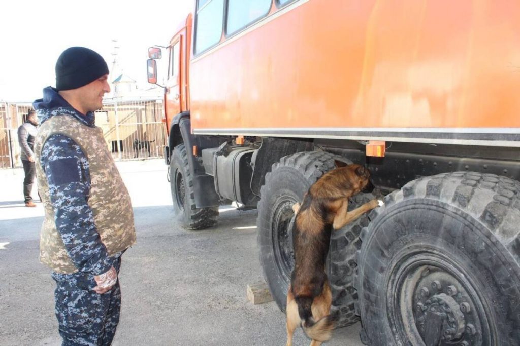 143 преступления раскрыли с помощью служебных собак в Кызылординской области