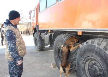 143 преступления раскрыли с помощью служебных собак в Кызылординской области