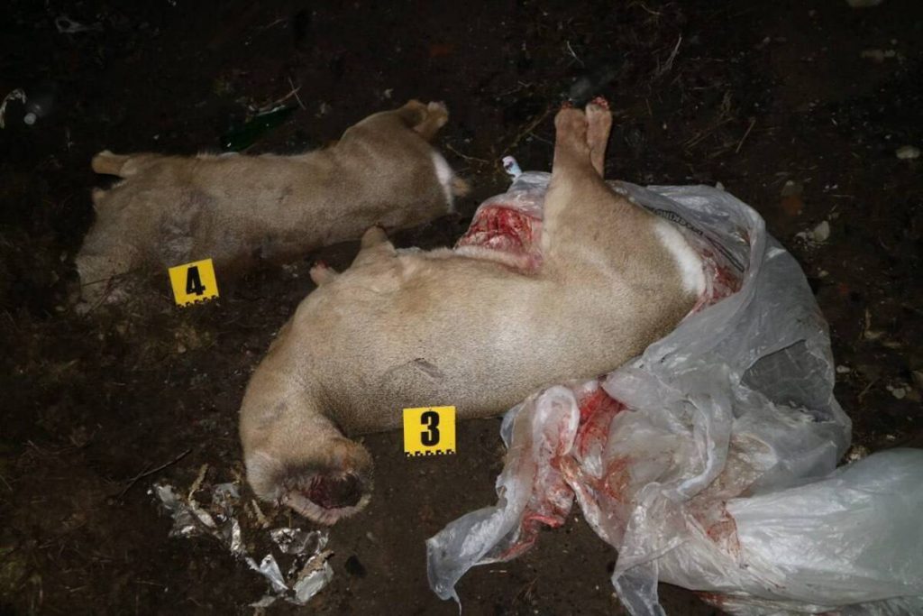 Две обезглавленные туши косули обнаружили на мусорной свалке в области Абай