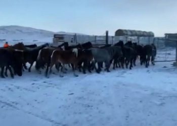 31 лошадь стоимостью около 12 млн тенге вернули фермеру полицейские Карагандинской области