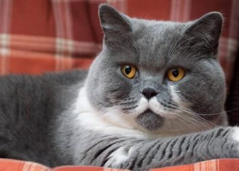 Кражу породистого кота раскрыли полицейские Семея