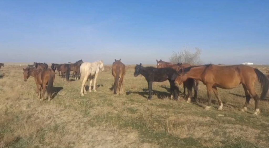 Полицейские нашли 69 пропавших лошадей сельчанина в 40 км от места выпаса