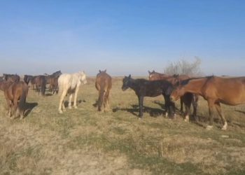 Полицейские нашли 69 пропавших лошадей сельчанина в 40 км от места выпаса