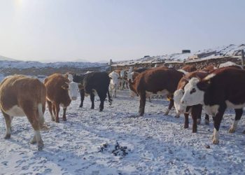 Пропавший скот на 20 млн тенге вернули владельцу полицейские Семея