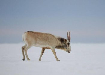 Рога сайгаков обнаружили дома у сельчанина Павлодарской области