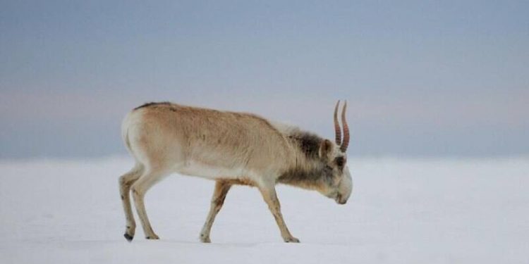 Рога сайгаков обнаружили дома у сельчанина Павлодарской области