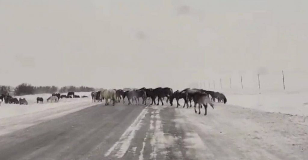 180 лошадей на дороге: владелец скота привлечен к ответственности в Павлодарской области