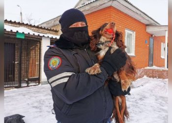 346 преступлений помогли раскрыть за год служебно-розыскные собаки в СКО