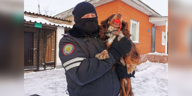 346 преступлений помогли раскрыть за год служебно-розыскные собаки в СКО