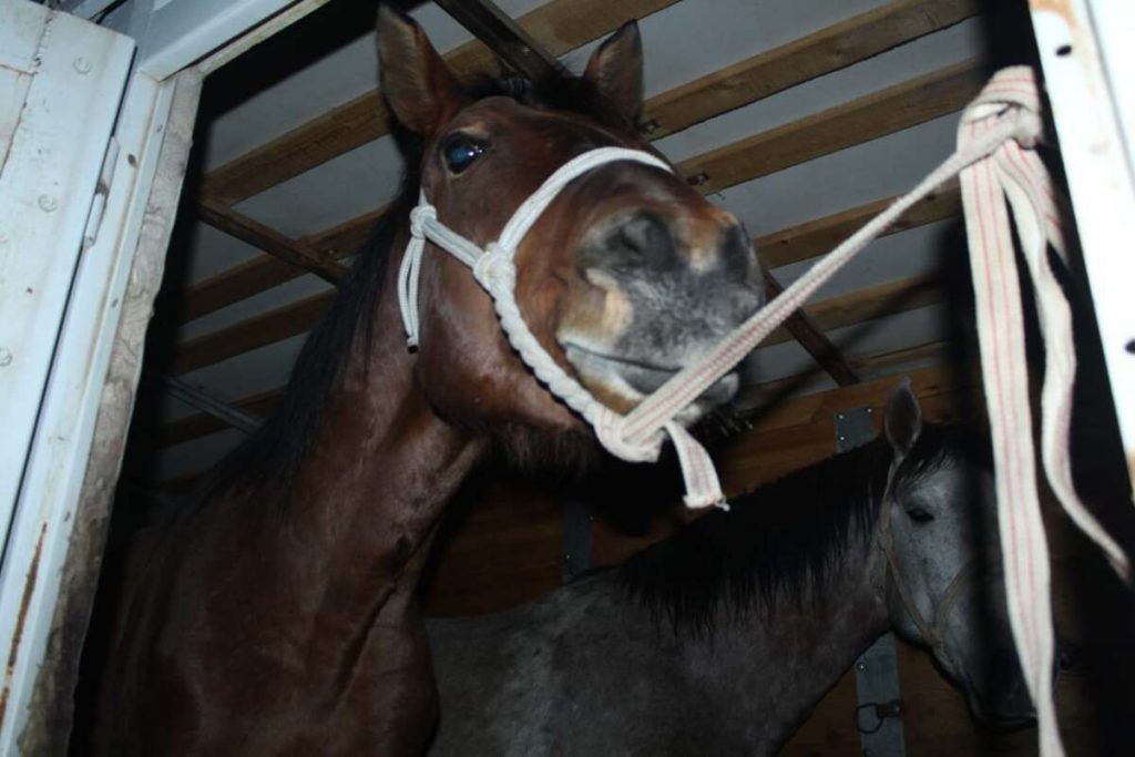 Более 30 лошадей разыскали и вернули владельцу полицейские в Акмолинской области