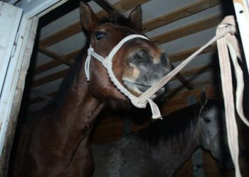 Более 30 лошадей разыскали и вернули владельцу полицейские в Акмолинской области